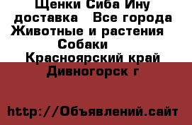 Щенки Сиба Ину доставка - Все города Животные и растения » Собаки   . Красноярский край,Дивногорск г.